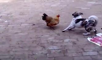 异族大公鸡在线视频